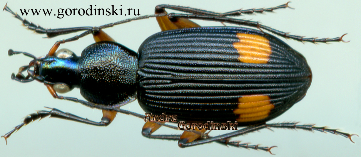 http://www.gorodinski.ru/carabidae/Chlaenius sp..jpg